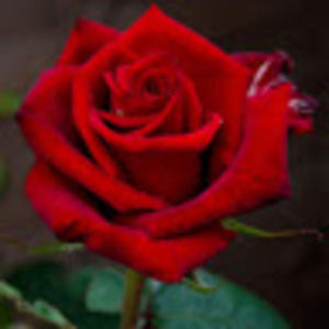 Meet your Posher, Siena